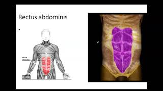 Bio4_Mod 7 lab_Muscles of anterior trunk