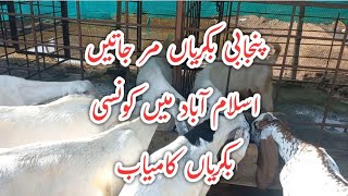 Goat Feed // Goat Housing // Goat Management // Key to sucessful Goat Farming // Punjabi Goats Die