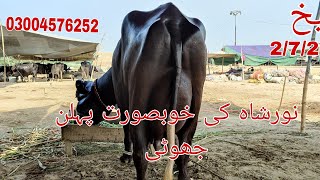 نور شاہ کی پہلن خوبصورت جھوٹی برائے فروخت رابطہ نمبر 03004576252 Okara Animal TV 2/7/2024