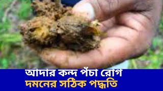 আদার কন্দ পঁচা রোগ দমনের সঠিক পদ্ধতি | Bright Agriculture