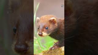 Quick Mink Facts - Millions Slaughtered for COATS - Animal a Day #shorts #animals