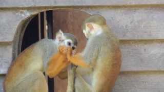 Give Me That! Cute Squirrel Monkeys!