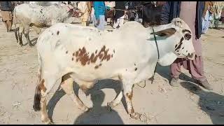 Today New Video best cholistani boul with cholistani cow mohammadpur cattle market video