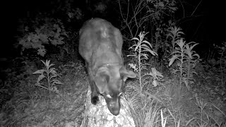 🦊Is that a BEAR? Nope! Just Neighboring Pets in Our Yard Again! (with music) #trailcam #backyard