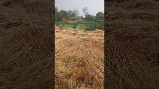 Wheat Farm Destroyed by Rain 😱😭|#poor #sad #farming #kisan #cropfarmer #shorts  #viral #wheat  #gao