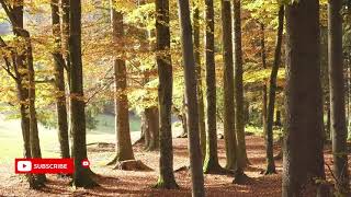 Beautiful Autumn Forest at a Sunny Day KUN ASMR SOUND