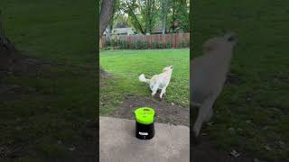 I think we have it down! GoDogGo Fetch Machine Dog Ball Launcher & Automatic Ball Launcher for Dogs