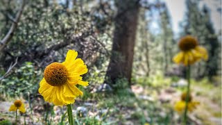 High Sierra Trail | Day 3 | Hamilton Lake to Kern River Camp  (22.06mi)