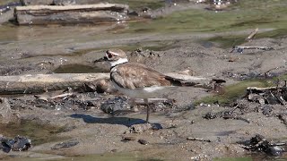 Killdeer at Parc Omega