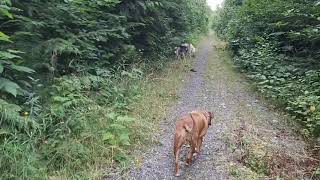 North Island Trails - My Dogs and Me