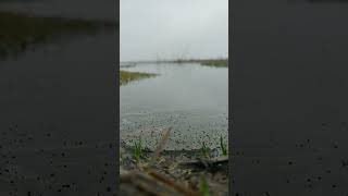 Insects on lake surface