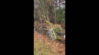 Young Lady Drives up a Tree on my property one Wild Saturday Night.