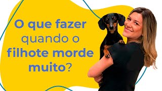 O QUE FAZER QUANDO O FILHOTE MORDE MUITO?