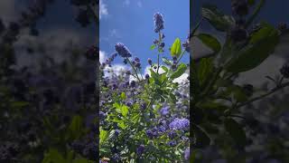 #love #summer #bees #flower #purpleflower #dandelions #sunnyday #london #bengalivlog #ytshorts