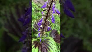 Wild Flower #viral #shorts #trending #shortvideo #nature