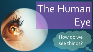 Anatomy of Human Eye | NEET Biology | NCERT Decoded in Marathi