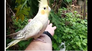 calopsita comendo planta quebra pedra