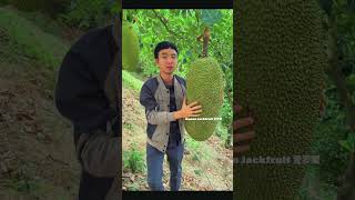 How to identify ripe jackfruit Tropical Fruits Jackfruit