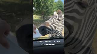 Surreal feeding a zebra and being so close | Drive thru zoo are pretty cool #youtubeshorts #love