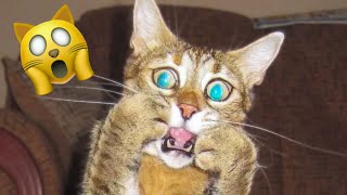 🤣 COMPILATION Funny ANIMALS 🤣👉{𝐓𝐑𝐘 𝐍𝐎𝐓 𝐓𝐎 𝐋𝐀𝐔𝐆𝐇}😂🐯🐰   {Giraffe King}