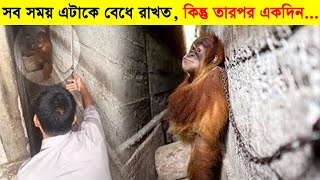 একে শিকল দিয়ে বেধে রাখত, কিন্তু তারপর যা ঘটল তা দেখে অবাক হবেন আপনিও। poor animals story