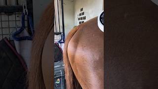 WATCH THIS STALLION’S HIND END 😯 #pemf #stallion #horsecare