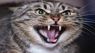 Cat meowing very loudly - Billi ki awaj - बिल्ली की आवाज