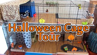 Is a bunny Halloween Contest - Cage Tour 2015