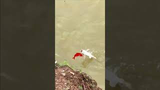 WOOW!!!Fisherman Cast Net Fishing Real Life Amazing Fishing At Countryside.(Episode 190)