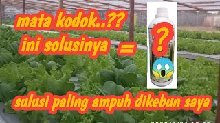 mengatasi mata kodok selada hidroponik part I