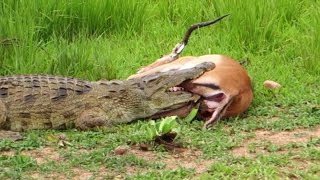 Antelope kicked the crocodile's mouth to escape death