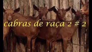 cabras de raça 2 # 2