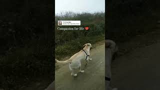 labrador running in slow-motion