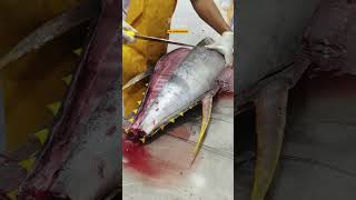 giant bluefin tuna cutting show from aceh