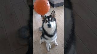 Alaskan Malamute can't catch the ball🫣(so funny🤣) #dog #shorts #youtubeshorts #funnyvideo #subscribe