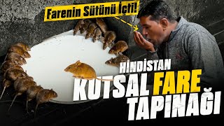 KUTSAL FARE TAPINAĞI! "Tanrı Fare, Gördüklerinize İnanamayacaksınız!” | HİNDİSTAN