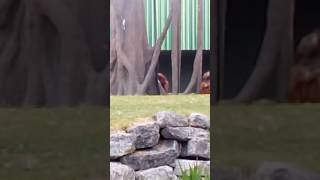 This is Dublin zoo: Orangutans