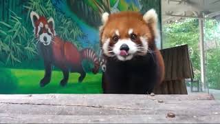 【red panda】I'm on my way! Where's that apple at?