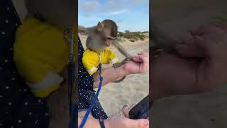 cute baby monkeys🥰#shorts #monyet #babymonkey