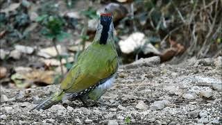 grey headed woodpecker 2