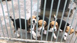 4 chiots beagles males de comtesse et ulysse