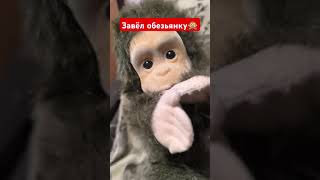 Завёл обезьянку обезьяна 🙊 игрушка