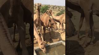 Camel @Desert