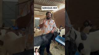 Bekero id #goat #cow #farming #animals #funny #emotional