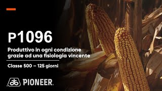 P1096: il mais produttivo in ogni condizione grazie ad una fisiologia vincente