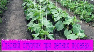 Сладкий огурчик при летних посевах. Сад и огород выпуск 184