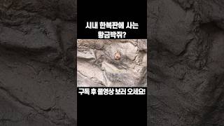 시내 한복판에 사는 황금박쥐? #국내여행 #여행브이로그