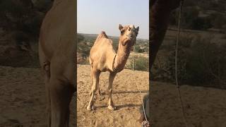 Heavy weight male Camel