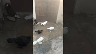 Beautiful Pigeons Loft|| #foryou #viralvideo #viral #youtubeshorts #ytshorts #trending #reels