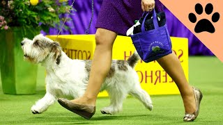 Top 5 breeds for Dog shows